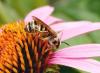 Halictus scabiosae